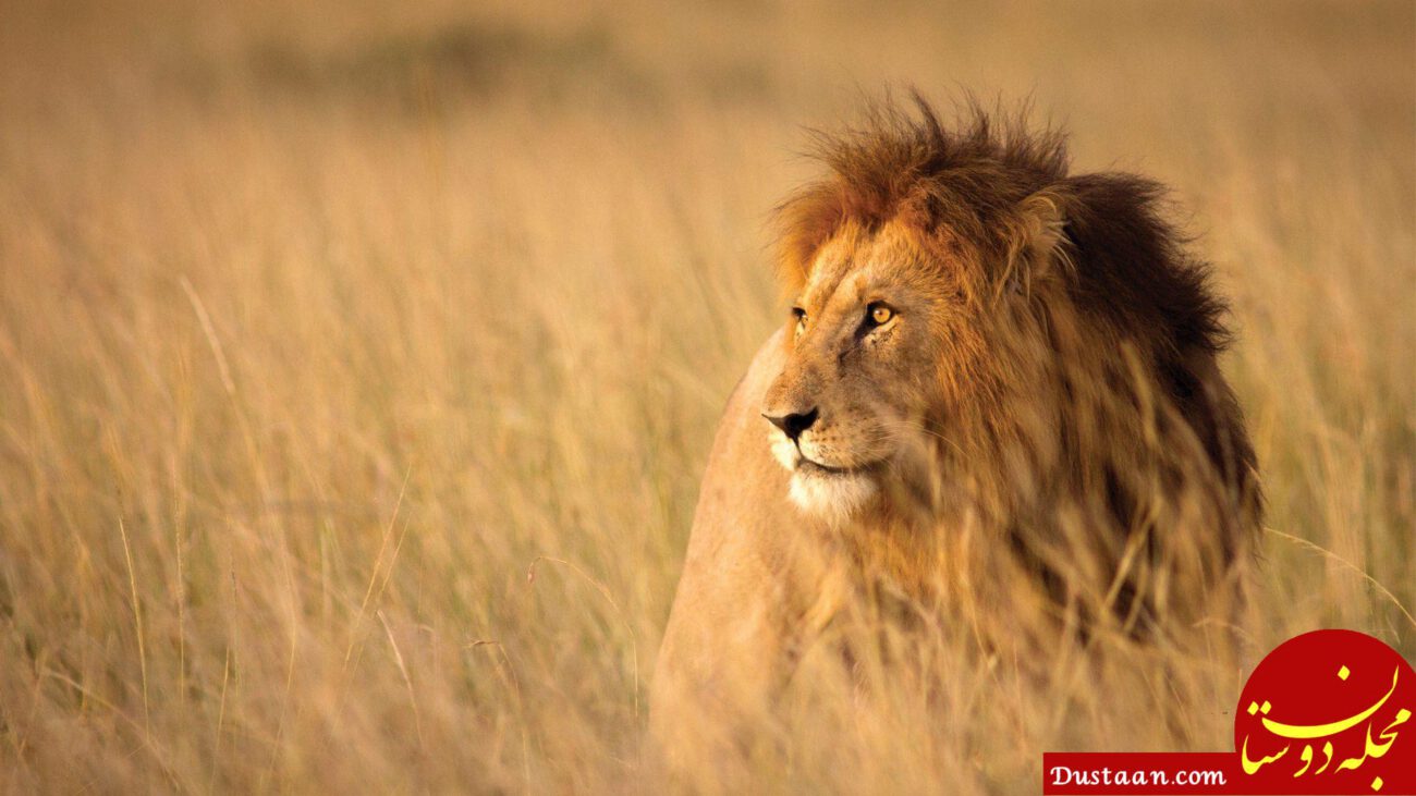 https://d1ljaggyrdca1l.cloudfront.net/wp-content/uploads/2017/04/lion-between-savanna-grass-in-africa-e1528954092594.jpg