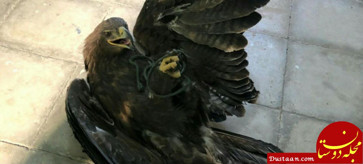 ضبط عقاب نادر از قاچاقچیان