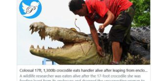 کروکودیل ۵ متری نگهدارنده خود را زنده زنده خورد +عکس