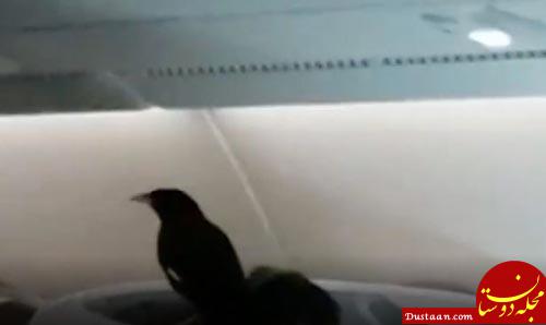 پرنده‌ باکلاس مسافر ویژه لندن به سنگاپور! +تصاویر