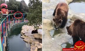 اشتباه عجیب گردشگر حین غذا دادن خرس ها! +عکس