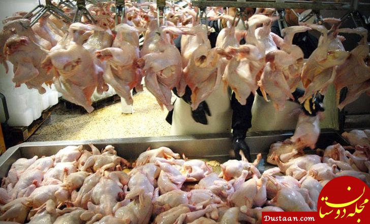 https://www.itpnews.com/media/image1/10314/728/0/80/gosht-morgh-new47.jpg?t=8003f7e1c61e314fc2bf31608b90471d