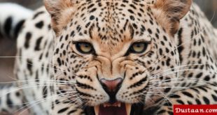 https://img3.akspic.com/image/81680-jaguar-leopard-whiskers-indian_leopard-lion-851x315.jpg