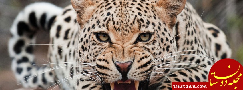 https://img3.akspic.com/image/81680-jaguar-leopard-whiskers-indian_leopard-lion-851x315.jpg