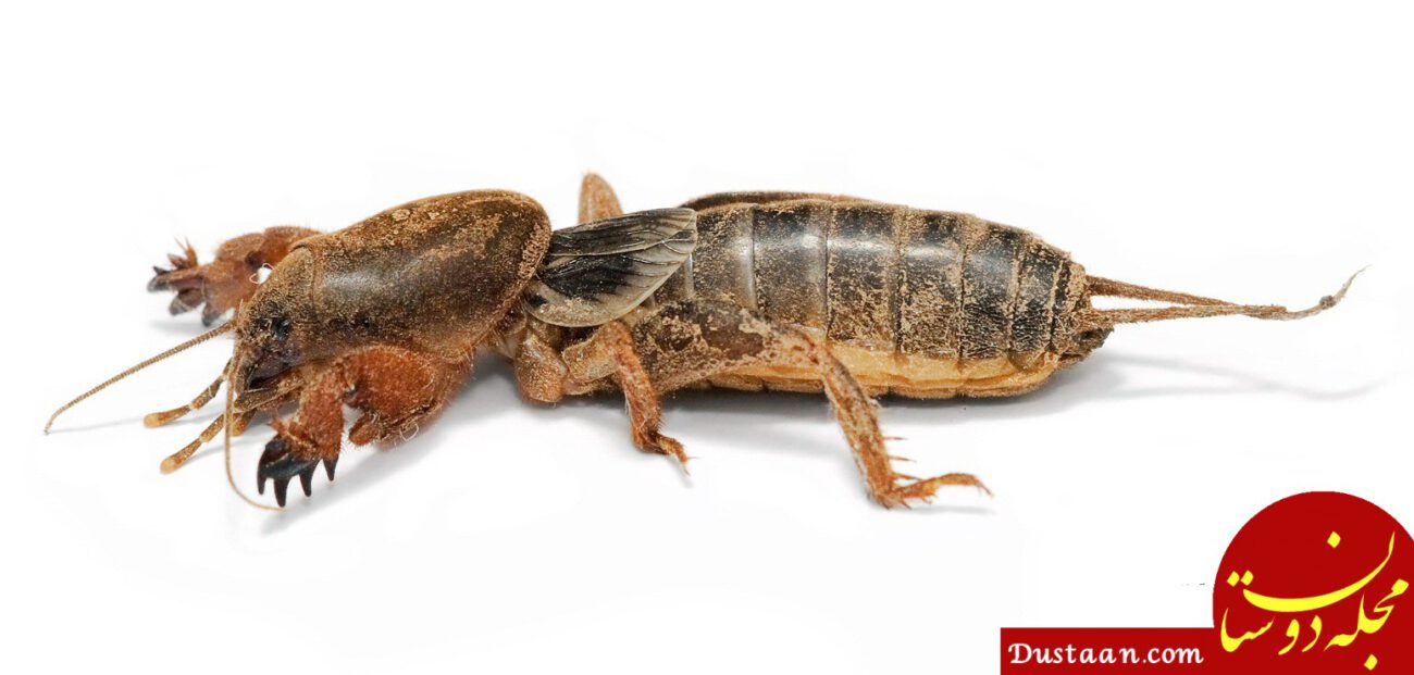 http://www.negindasht.com/images/matlab/garden/Mole_cricket.jpg