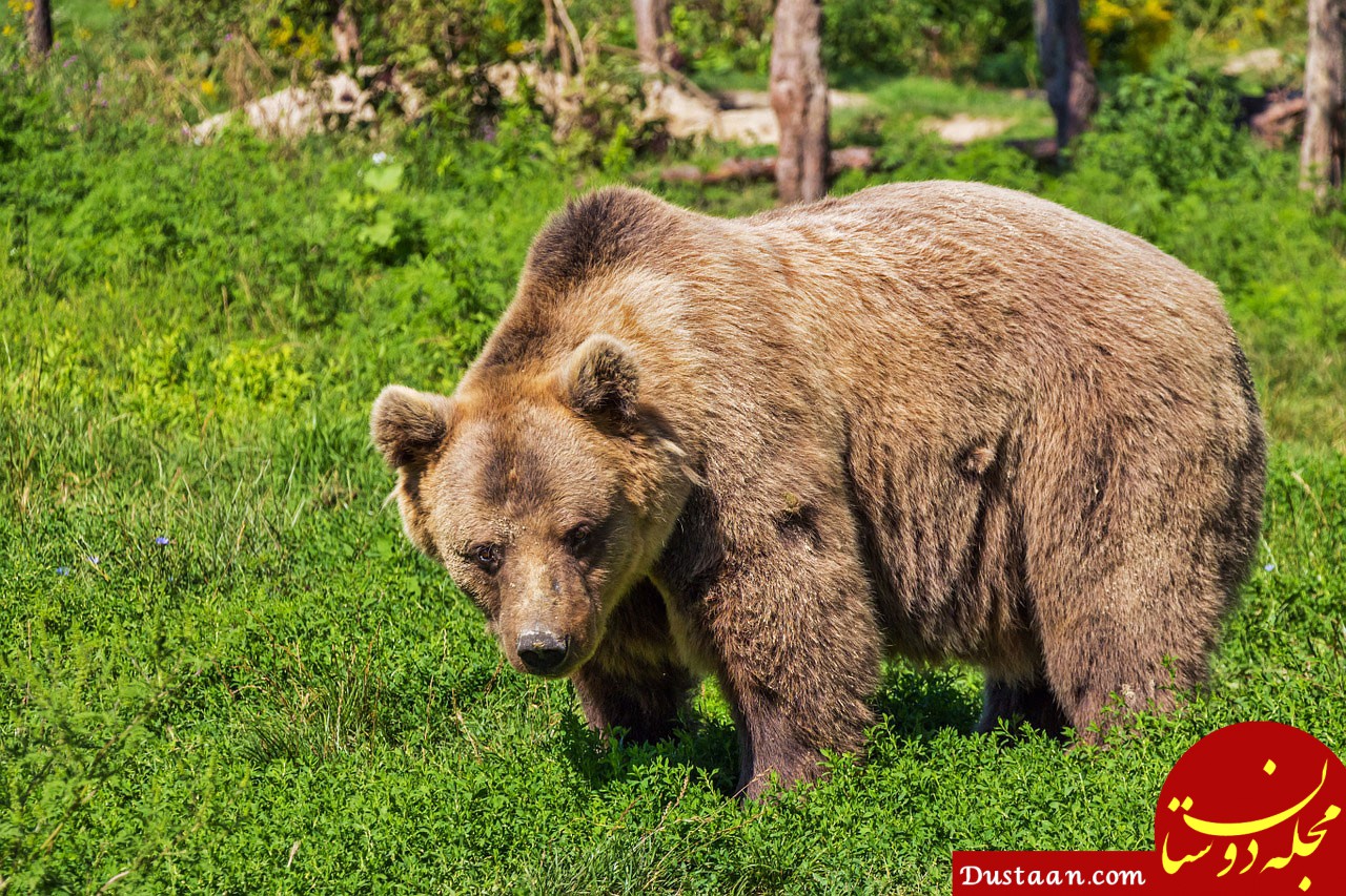 https://koodakedana.ir/images/animal/mammal/Brown-bear/Brown-bear.jpg