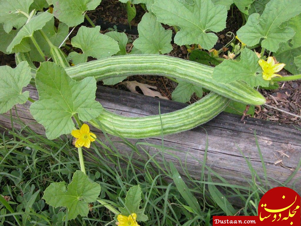 خواص و فواید خیار چنبر در طب سنتی