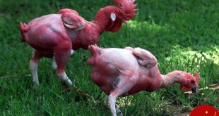جنجال پرورش مرغ های بی پر! +عکس