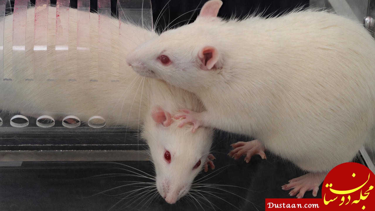 گزارش هولناک از اجساد اهدایی متلاشی شده و جویده شده توسط موش ‌ها در دانشگاه پاریس!