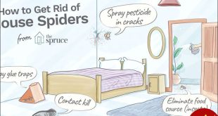چگونه عنکبوت‌ ها را از محیط خانه دور کنیم