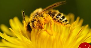 اگر زنبورها بمیرند، ما زنده می‌ مانیم؟