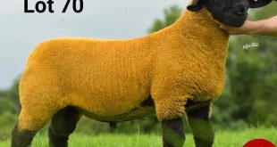رکورد گران‌ترین گوسفند جهان شکست! +عکس