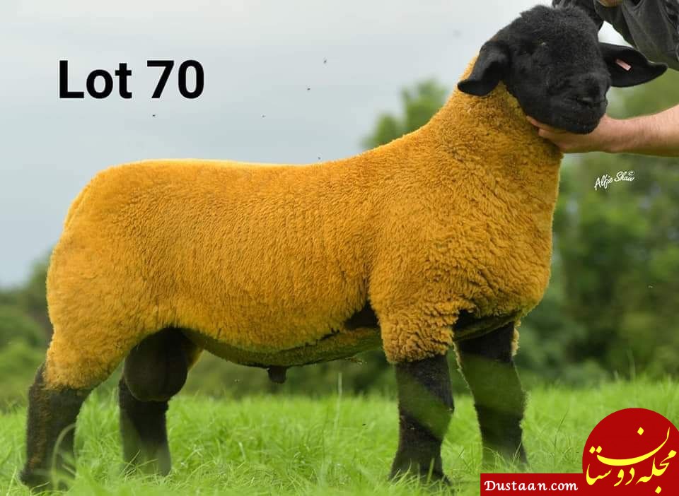 رکورد گران‌ترین گوسفند جهان شکست! +عکس