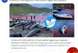بزرگترین قتل عام دلفین‌ ها